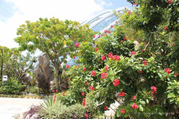 возле оранжереи в садах GARDENS BY THE BAY. Сингапур