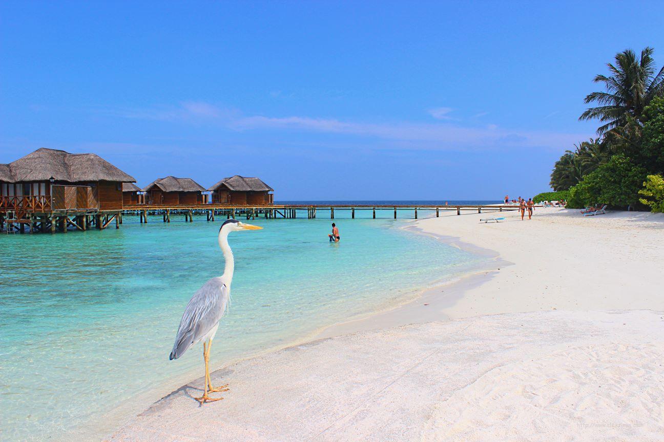Мальдивы дешево. Остров Fihalhohi Island Resort и цапля на фоне домиков